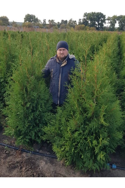 Туя западная Брабант в питомнике проксима
