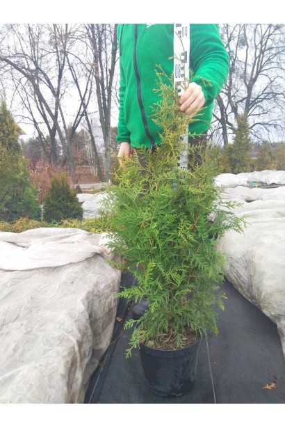 Туя Брабант зимой сохраняет насыщенный цвет.