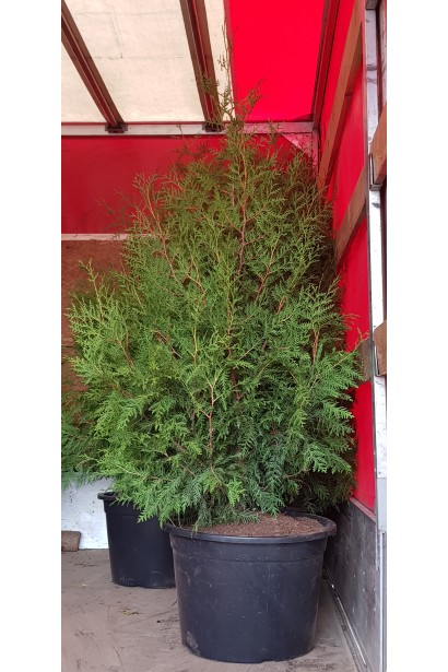 Туя Западный Брабант в контейнере