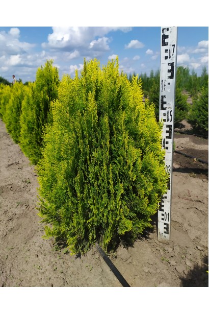 Туя Платикладус/Биота восточная Ауреа Нана | Туя Платикладус/Біота східна Ауреа Нана | Thuja / Platycladus orientalis Aurea Nana