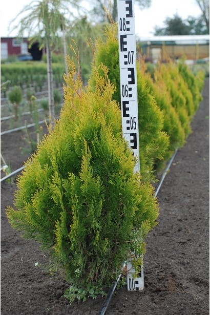 Туя Платикладус/Биота восточная Ауреа Нана | Туя Платикладус/Біота східна Ауреа Нана | Thuja / Platycladus orientalis Aurea Nana