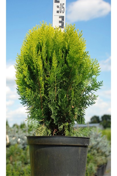Туя Платикладус/Биота восточная Ауреа Нана | Туя Платикладус/Біота східна Ауреа Нана | Thuja / Platycladus orientalis Aurea Nana