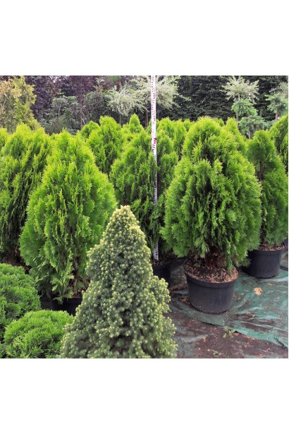 Туя Платикладус/Биота восточная Ауреа Нана | Туя Платикладус/Біота східна Ауреа Нана | Thuja / Platycladus orientalis Aurea Nana