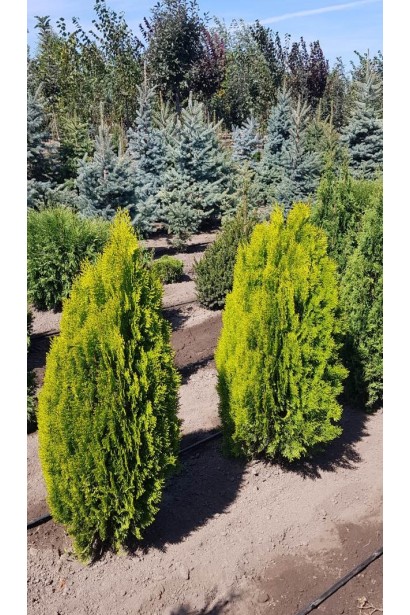 Туя Платикладус/Биота восточная Ауреа Нана | Туя Платикладус/Біота східна Ауреа Нана | Thuja / Platycladus orientalis Aurea Nana