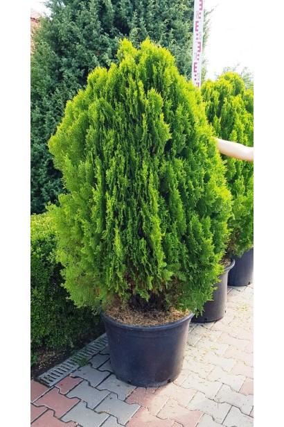 Туя Платикладус/Биота восточная Ауреа Нана | Туя Платикладус/Біота східна Ауреа Нана | Thuja / Platycladus orientalis Aurea Nana