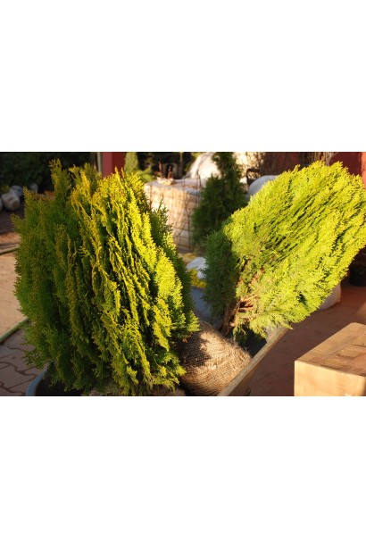 Туя Платикладус/Биота восточная Ауреа Нана | Туя Платикладус/Біота східна Ауреа Нана | Thuja / Platycladus orientalis Aurea Nana