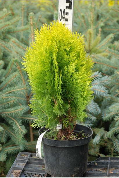 Туя Платикладус/Биота восточная Ауреа Нана | Туя Платикладус/Біота східна Ауреа Нана | Thuja / Platycladus orientalis Aurea Nana