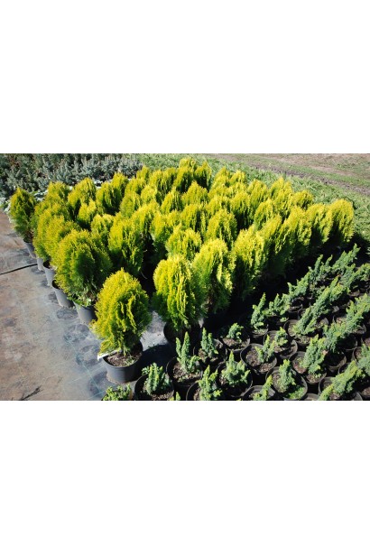 Туя Платикладус/Биота восточная Ауреа Нана | Туя Платикладус/Біота східна Ауреа Нана | Thuja / Platycladus orientalis Aurea Nana