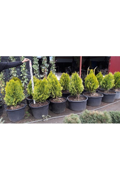 Туя Платикладус/Биота восточная Ауреа Нана | Туя Платикладус/Біота східна Ауреа Нана | Thuja / Platycladus orientalis Aurea Nana