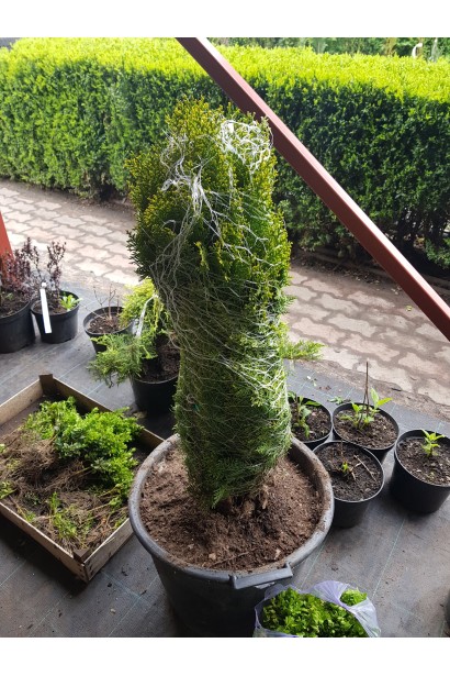 Туя Платикладус/Биота восточная Ауреа Нана | Туя Платикладус/Біота східна Ауреа Нана | Thuja / Platycladus orientalis Aurea Nana