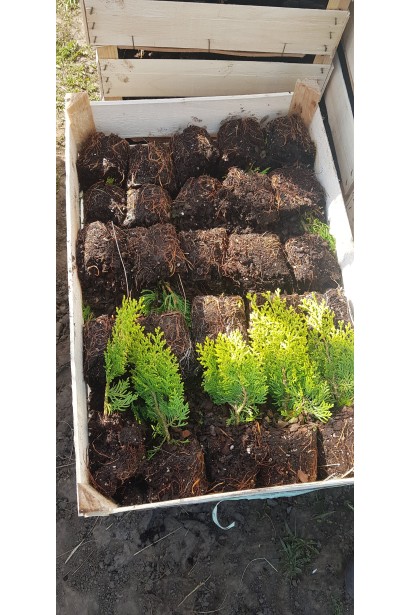 Туя Платикладус/Биота восточная Ауреа Нана | Туя Платикладус/Біота східна Ауреа Нана | Thuja / Platycladus orientalis Aurea Nana