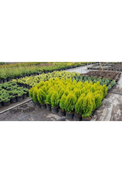 Туя Платикладус/Биота восточная Ауреа Нана | Туя Платикладус/Біота східна Ауреа Нана | Thuja / Platycladus orientalis Aurea Nana