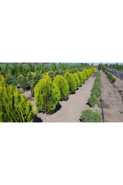 Туя Платикладус/Биота восточная Ауреа Нана | Туя Платикладус/Біота східна Ауреа Нана | Thuja / Platycladus orientalis Aurea Nana