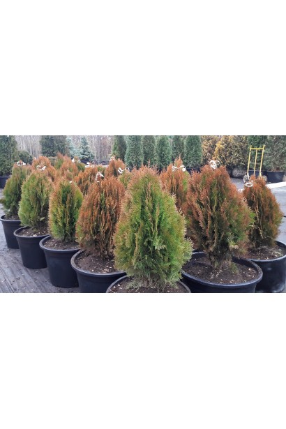 Туя Платикладус/Биота восточная Ауреа Нана | Туя Платикладус/Біота східна Ауреа Нана | Thuja / Platycladus orientalis Aurea Nana