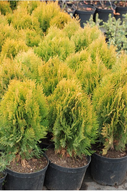 Туя Платикладус/Биота восточная Ауреа Нана | Туя Платикладус/Біота східна Ауреа Нана | Thuja / Platycladus orientalis Aurea Nana