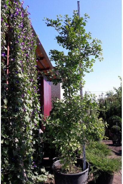 Гінкго білоба в садовому центрі