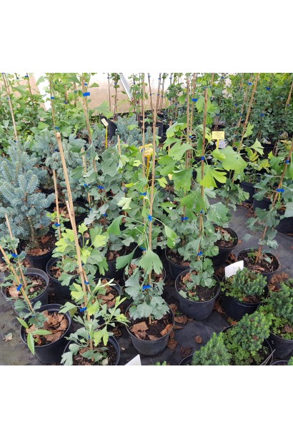 Гінкго дволопатеве саджанці в контейнері 