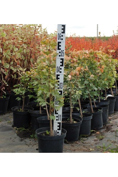 Гінкго білоба в горщику 5 л 40-60 см