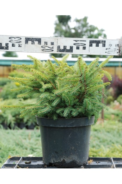 Ель обыкновенная Нидиформис С5 диаметр 30-35 см