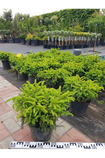 Саженцы ели Нидиформис в контейнерах