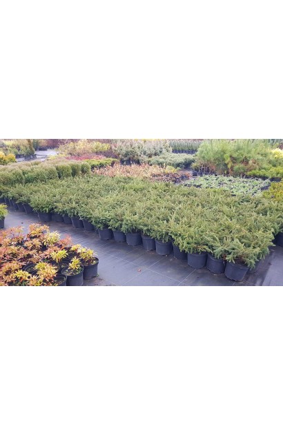 Ель обыкновенная Нидиформис саженцы в садовом центре