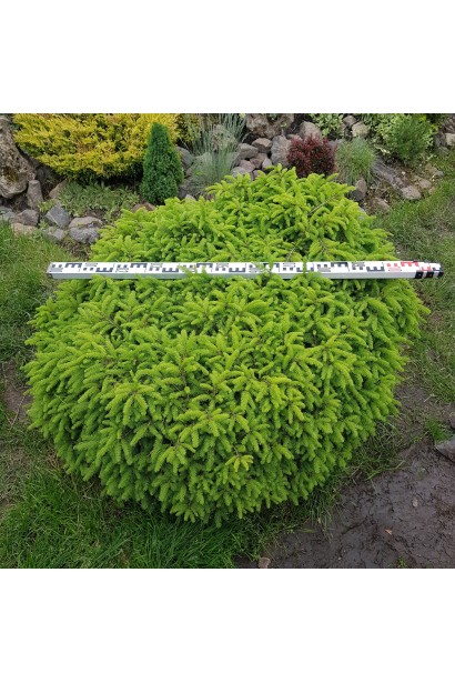 Ель Птичье гнездо