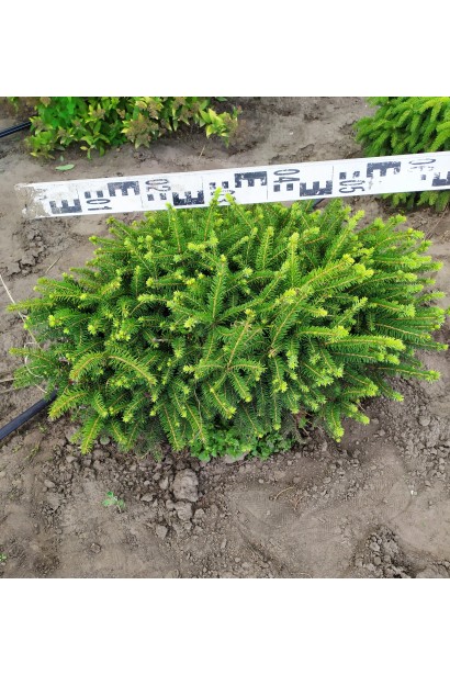 Ель обыкновенная Нидиформис диаметр 50-60 см