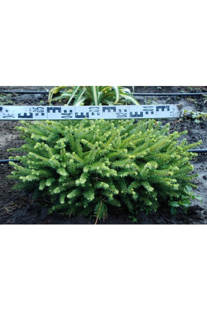 Picea abies Nidiformis