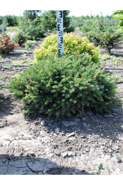 Ель обыкновенная Нидиформис высота 25-35 см