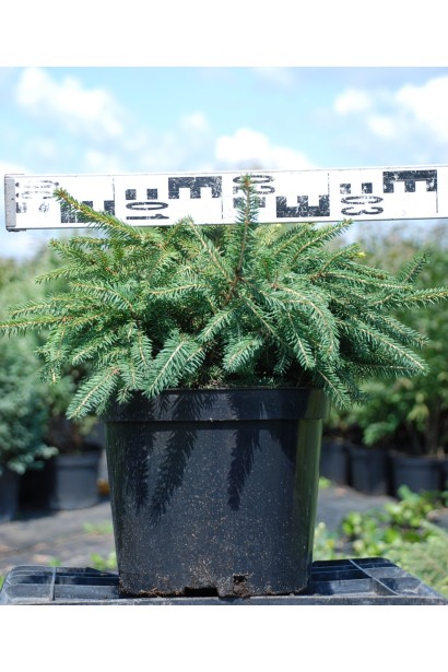 Ель обыкновенная Нидиформис саженец С3