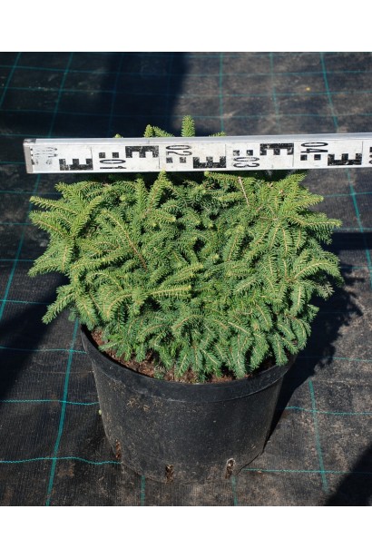 Ель обыкновенная Нидиформис контейнер 5 л диаметр 40-50 см