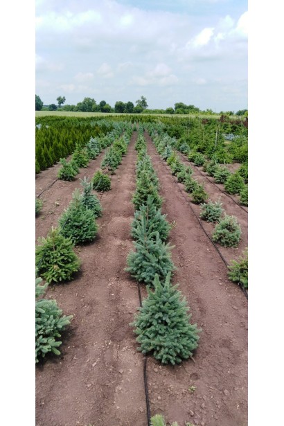 Ель колючая Кейбаб в питомнике в поле