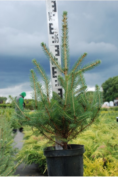 Ель колючая Кейбаб горшок 5 л 50-60 см