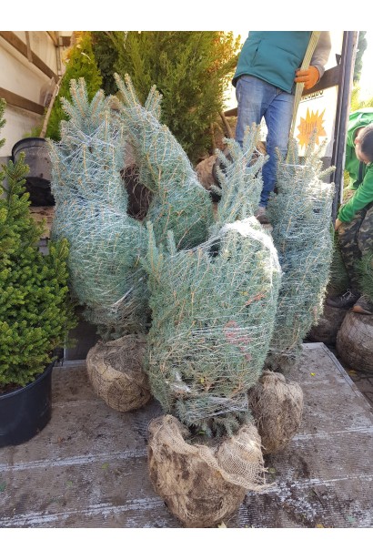 Ель колючая Кейбаб с комом в мешковине