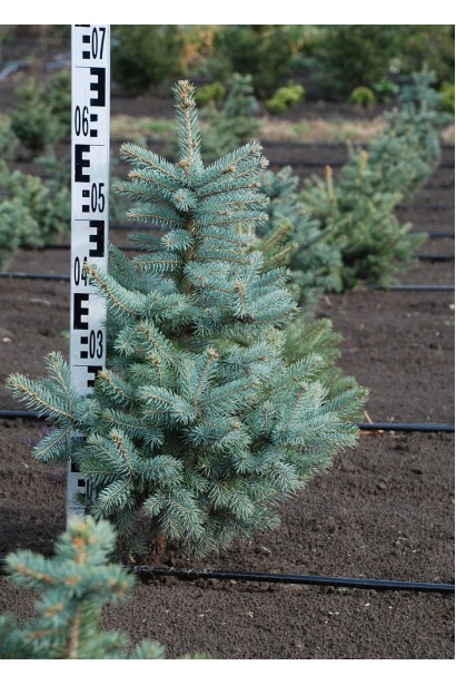 Ель колючая Кейбаб 50-70 см