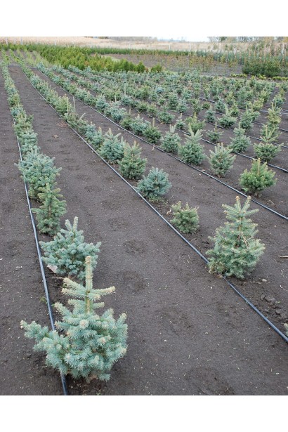 Ель голубая Кейбаб высадка молодых саженцев в поле