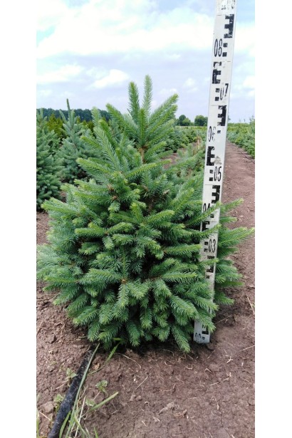 Ель колючая Кейбаб в поле 60-80 см