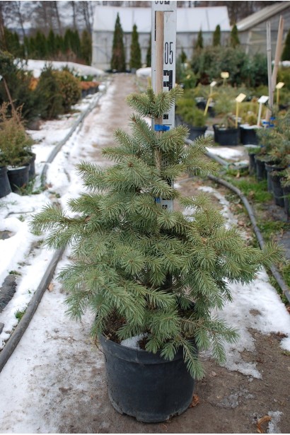 Ель колючая Кейбаб в контейнере на бамбуковой опоре