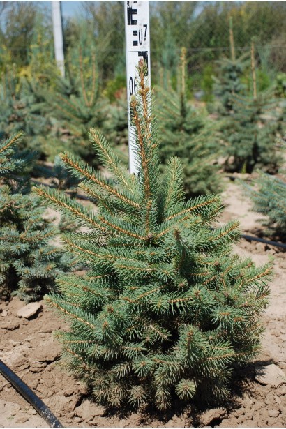 Ель колючая Kaibab зеленый оттенок хвои в тени