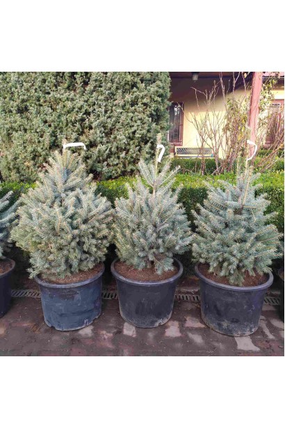 Picea Pungens Glauca Kaibab 