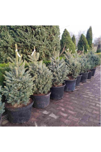 Ель колючая Кейбаб саженцы в контейнере