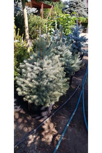 Живая новогодняя елка Кейбаб в контейнере.