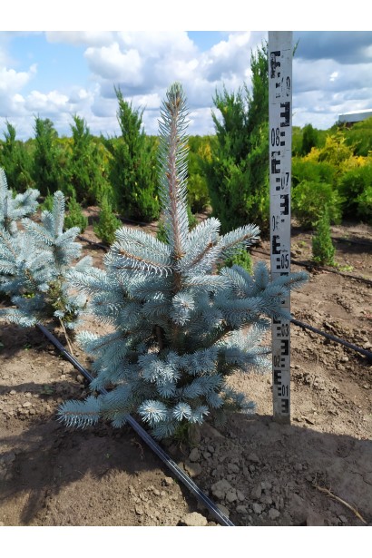 Picea pungens Koster