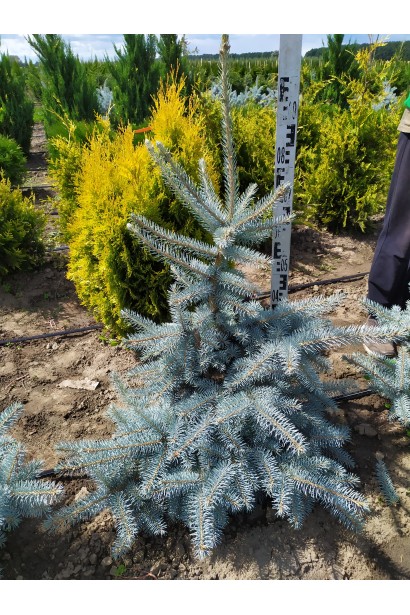 Ялина колюча Костер