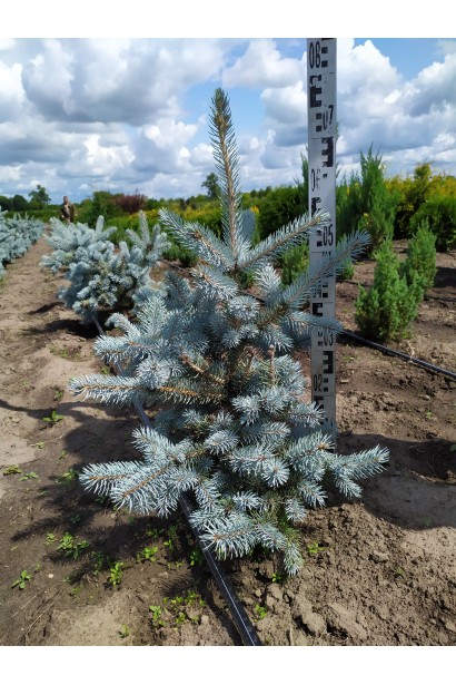 Ялина Костер в полі висота 60-80 см