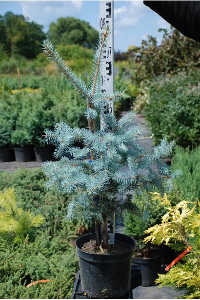 Ялина колюча Костер контейнер 5 л 60-80 см