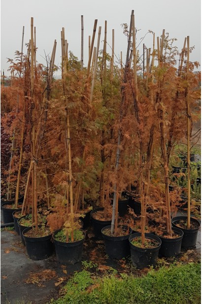 Метасеквоя осінній вигляд саджанців