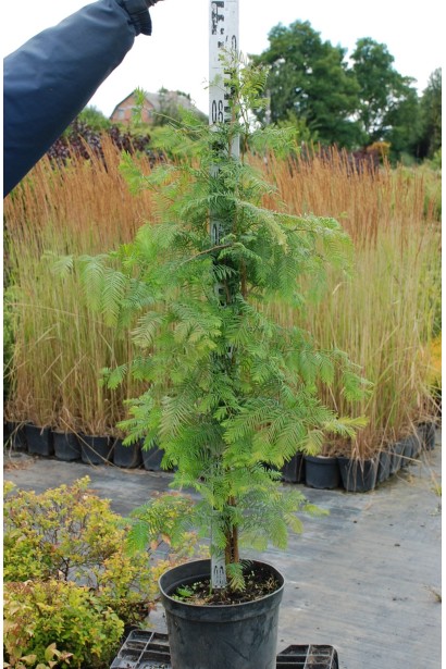 Метасеквоя китайська в горщику 5 л 70-0 см