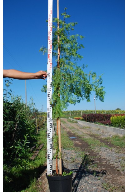 Метасеквоя гліптостробусовидна в горщику 150-170 см