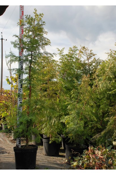 Метасеквоя гліптостробусовидна в контейнері 140-160 см